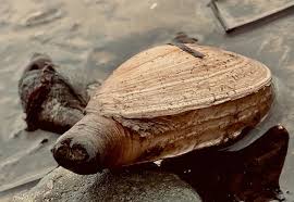 Attēlu rezultāti vaicājumam “Mya arenaria”