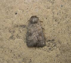 Attēlu rezultāti vaicājumam “Caradrina morpheus”