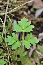 Attēlu rezultāti vaicājumam “Adoxa moschatellina leaf”