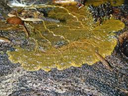 Attēlu rezultāti vaicājumam “myxomicetes”