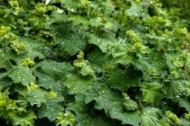 Attēlu rezultāti vaicājumam “Alchemilla vulgaris aggr. leaf”
