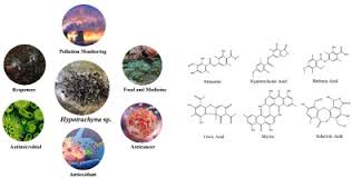 Attēlu rezultāti vaicājumam “Hypotrachyna sp.”