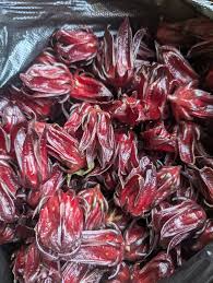 Attēlu rezultāti vaicājumam “Rumex acetosa fruit”