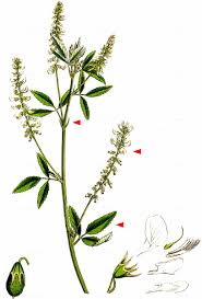 Attēlu rezultāti vaicājumam “Melilotus wolgicus flower”