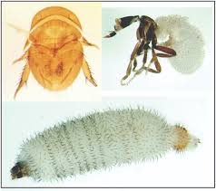 Attēlu rezultāti vaicājumam “Phoridae”