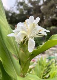 Image result for Helichrysum lindleyii