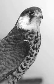 Image result for Falco amurensis