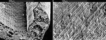 Attēlu rezultāti vaicājumam “Carex chordorhiza”