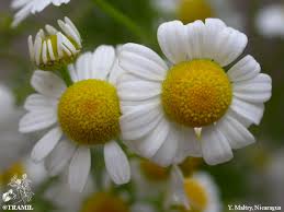 Image result for Matricaria recutita (chamomilla)