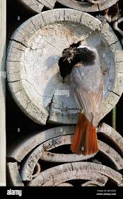 Attēlu rezultāti vaicājumam “Phoenicurus phoenicurus male”