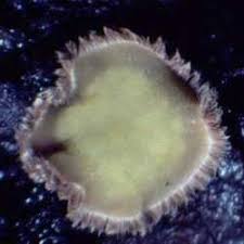 Attēlu rezultāti vaicājumam “Lachnellula willkommii”