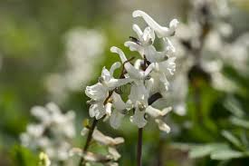 Attēlu rezultāti vaicājumam “Corydalis cava flower”