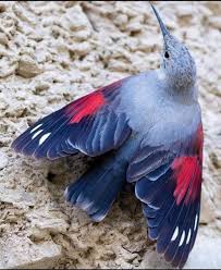 Image result for Tichodroma muraria