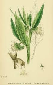 Attēlu rezultāti vaicājumam “Symphytum officinale”