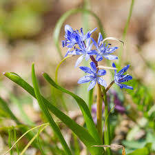 Attēlu rezultāti vaicājumam “Scilla siberica”
