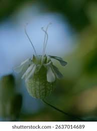 Attēlu rezultāti vaicājumam “Silene vulgaris bud”