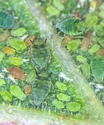 Attēlu rezultāti vaicājumam “Aphis farinosa”