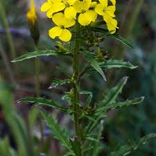 Attēlu rezultāti vaicājumam “Erysimum hieracifolium”
