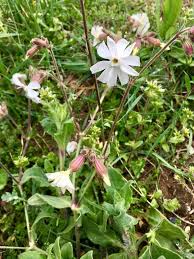 Attēlu rezultāti vaicājumam “Silene latifolia subsp. alba flower”