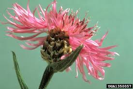 Attēlu rezultāti vaicājumam “Centaurea jacea bud”