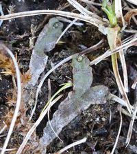 Attēlu rezultāti vaicājumam “Preissia quadrata”