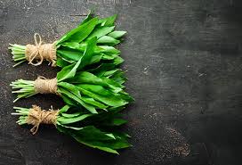 Image result for Bärlauch