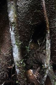 Attēlu rezultāti vaicājumam “Sebacina incrustans”