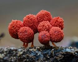 Attēlu rezultāti vaicājumam “Symphytocarpus flaccidus macro”