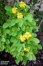 Attēlu rezultāti vaicājumam “Oxalidaceae”