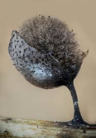 Attēlu rezultāti vaicājumam “Lamproderma echinosporum”