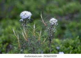 Attēlu rezultāti vaicājumam “Ledum palustre fruit”