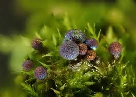 Attēlu rezultāti vaicājumam “Cribraria cancellata var. fusca stalked”