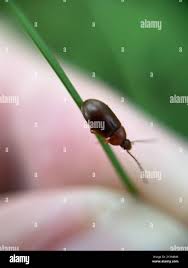 Attēlu rezultāti vaicājumam “Isomira murina”