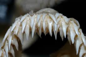 Image result for Dalatias licha