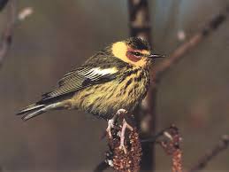 Image result for Dendroica tigrina