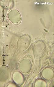 Attēlu rezultāti vaicājumam “Helvella elastica”