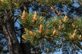 Attēlu rezultāti vaicājumam “Pinus sylvestris male flower”
