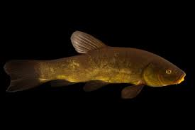 Image result for Tinca tinca