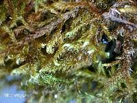 Attēlu rezultāti vaicājumam “Sanionia uncinata”