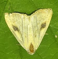 Attēlu rezultāti vaicājumam “Rivula sericealis”