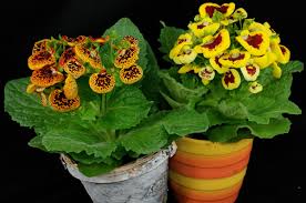 Image result for Calceolaria