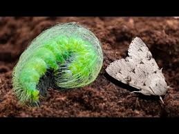 Attēlu rezultāti vaicājumam “Acronicta leporina”