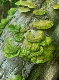 Attēlu rezultāti vaicājumam “Cerrena unicolor”