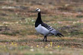 Attēlu rezultāti vaicājumam “Branta leucopsis”