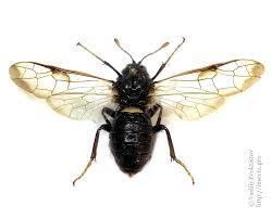 Attēlu rezultāti vaicājumam “Cimbex femoratus larva”