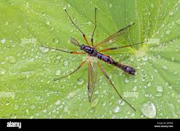 Attēlu rezultāti vaicājumam “Dictenidia bimaculata male”