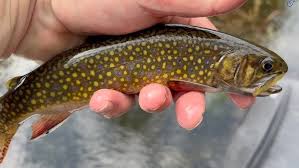 Image result for Moxostoma erythrurum