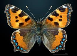 Attēlu rezultāti vaicājumam “Aglais urticae”