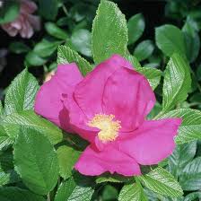 Attēlu rezultāti vaicājumam “xComagaria rosea”