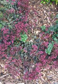 Attēlu rezultāti vaicājumam “Hylotelephium maximum leaf”